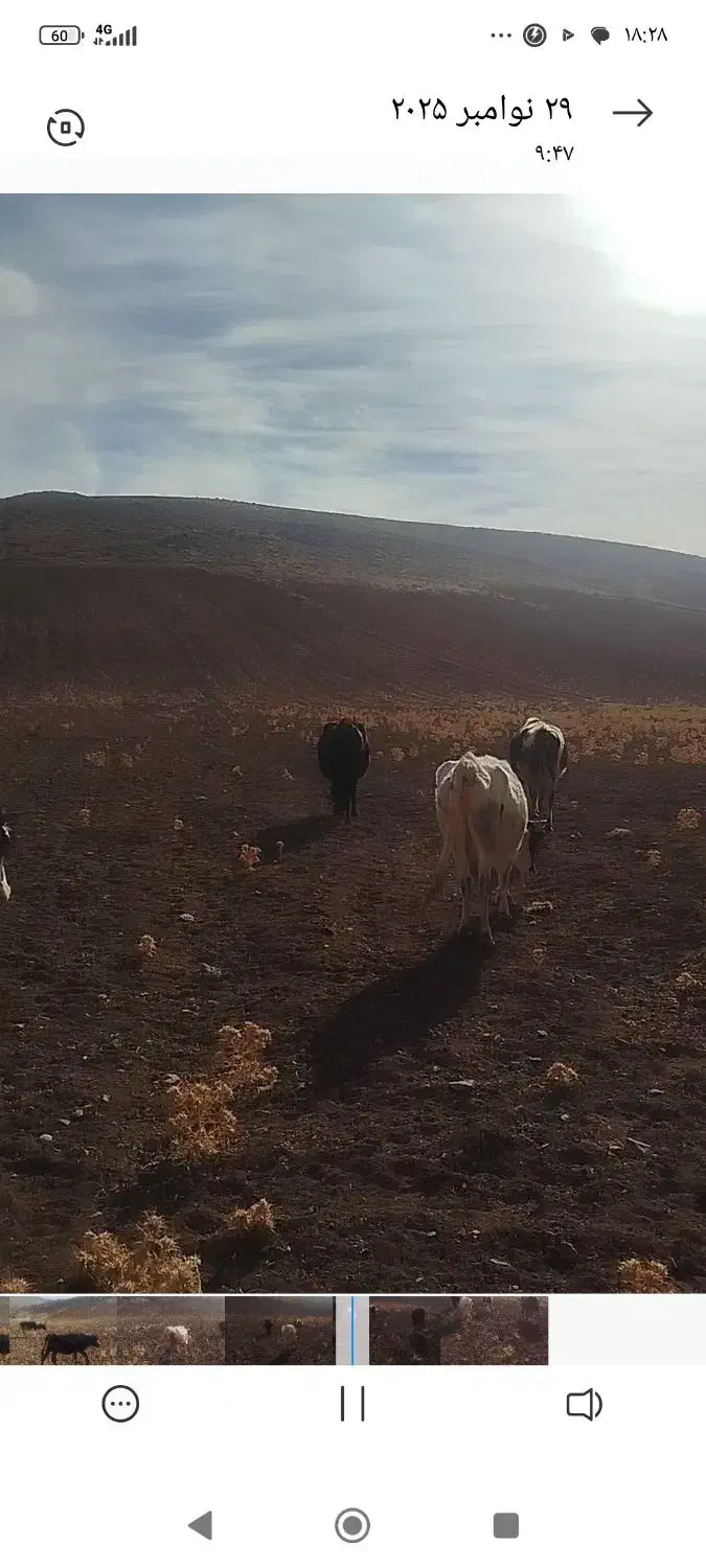 گاو دورگ|حیوانات مزرعه|بیرانوند, |دیوار