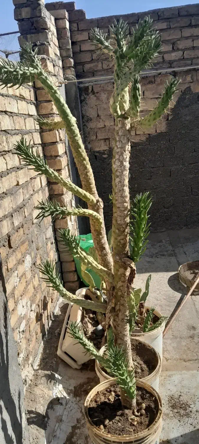 کاکتوس غول پیکر|گل و گیاه طبیعی|قم, امامزاده ابراهیم|دیوار