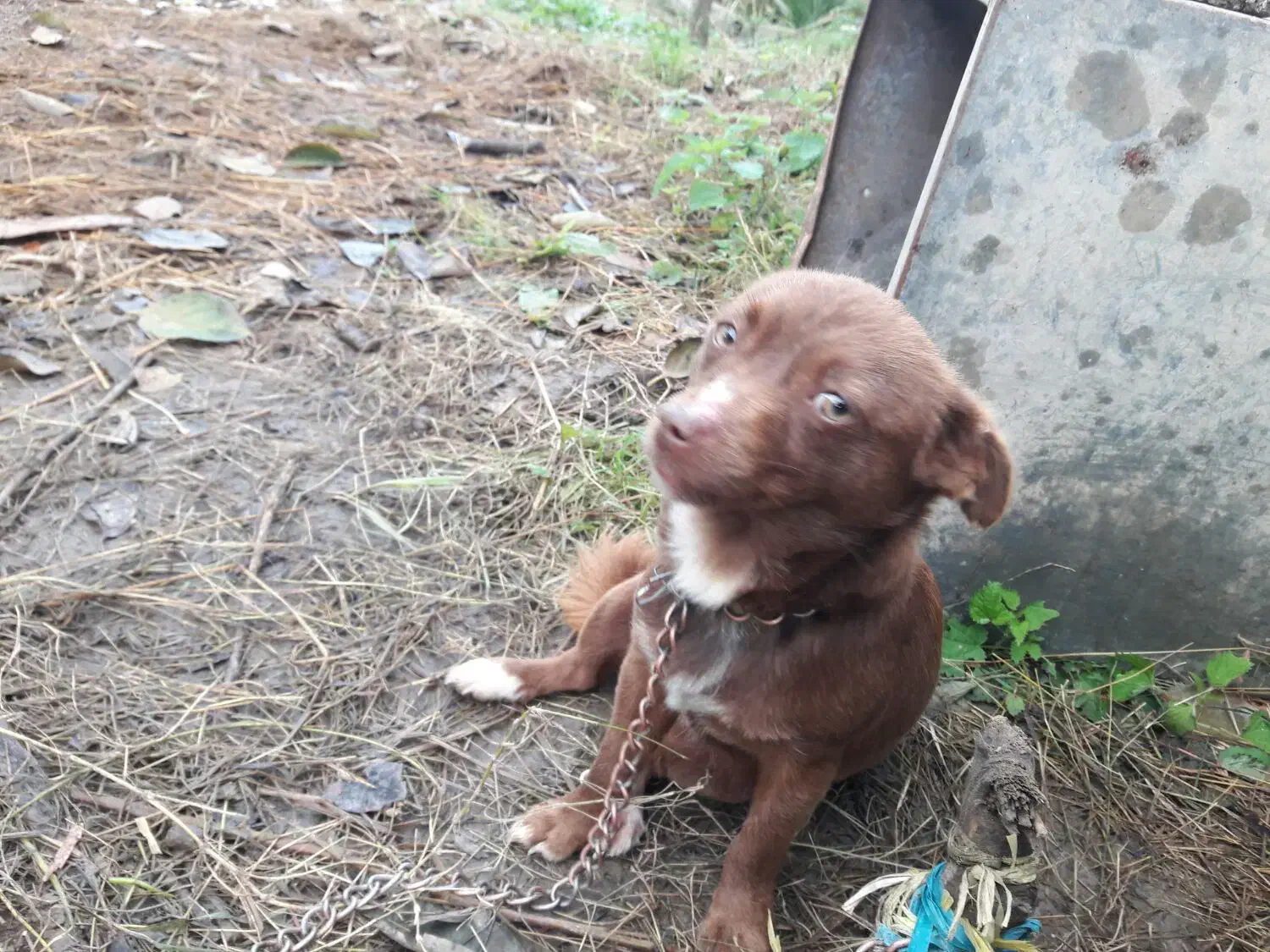 سگ پاکوتاه گیرنده و حرف گوش کن نژاد چی واوا|سگ|تنکابن, |دیوار