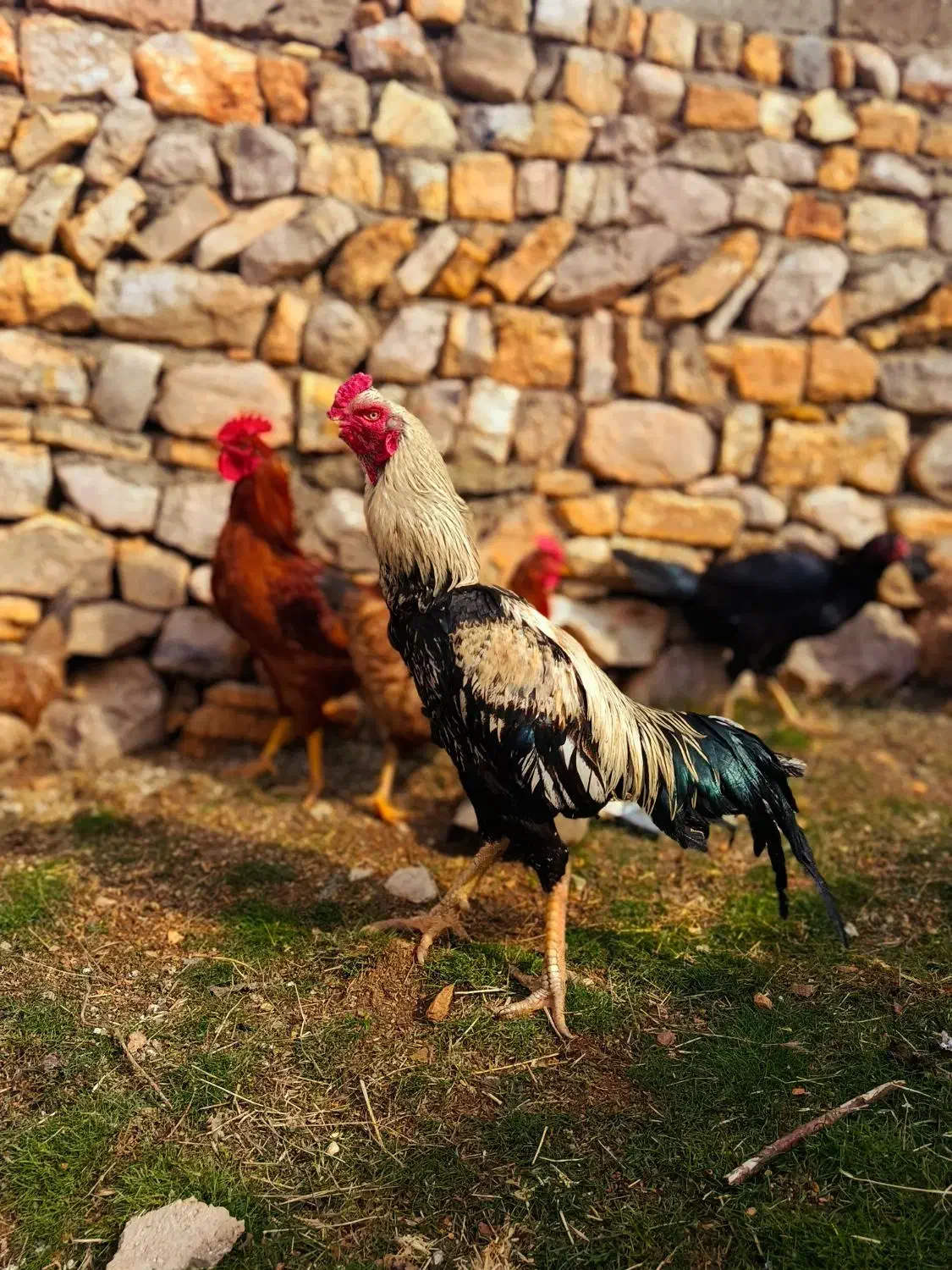 خروس لاری|حیوانات مزرعه|جوانرود, |دیوار