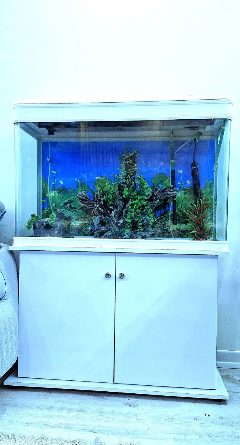 اکواریوم دلسا با پایه|ماهی|گرگان, |دیوار