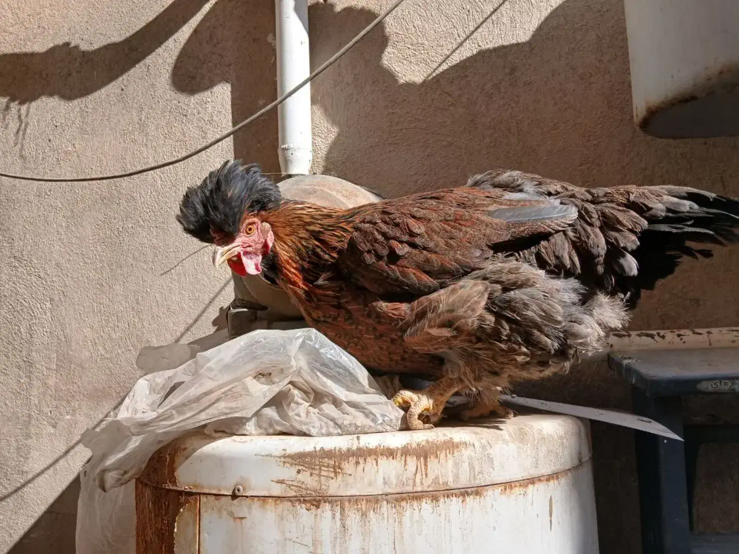 مرغ|پرنده|قم, مسجد امام حسن|دیوار