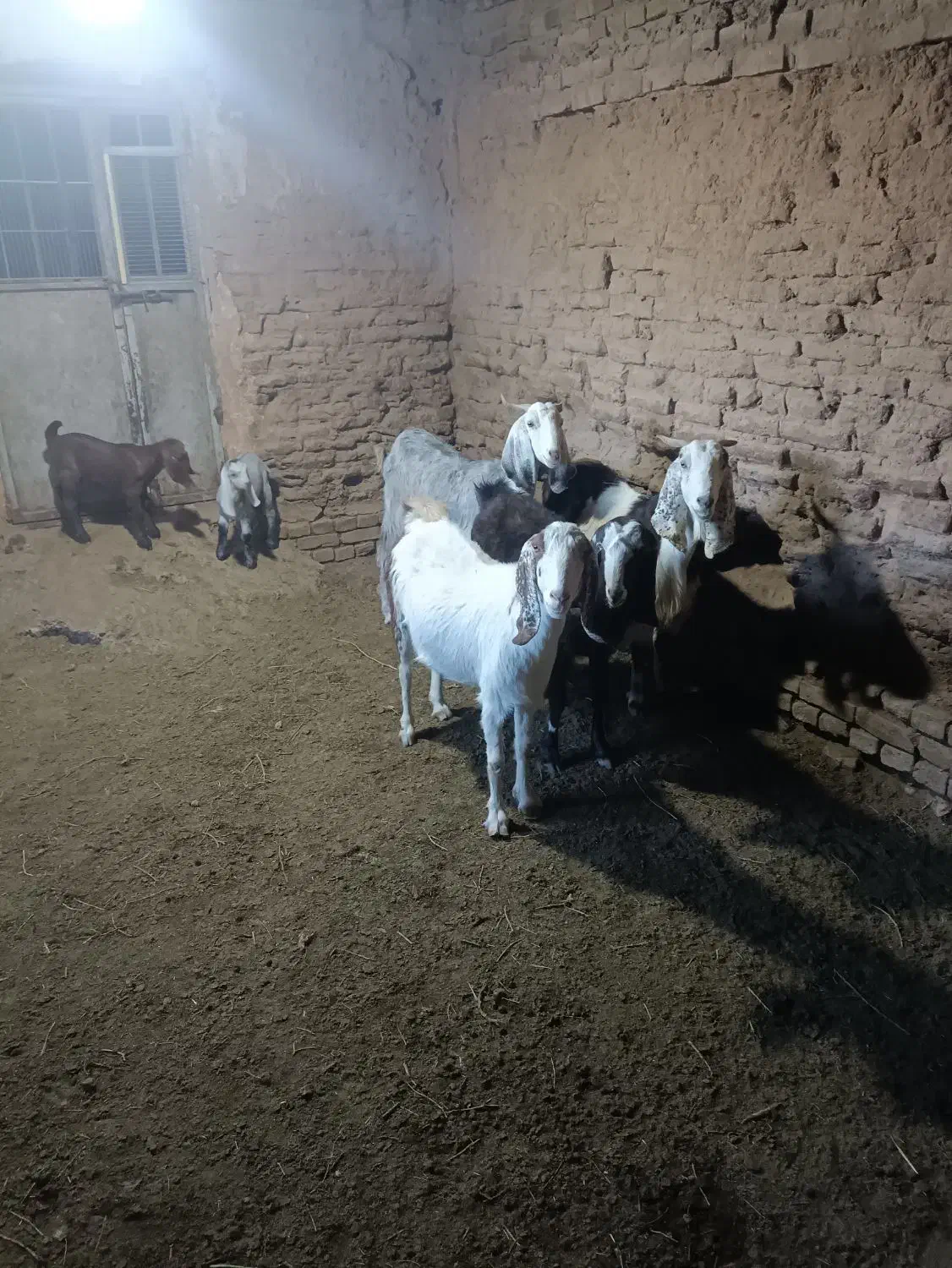 بز زاییده جوان|حیوانات مزرعه|سبزوار, قصبه غربی|دیوار