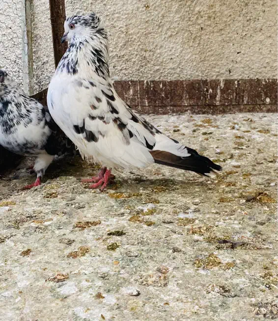 کبوتر|پرنده|علیآباد کتول, |دیوار