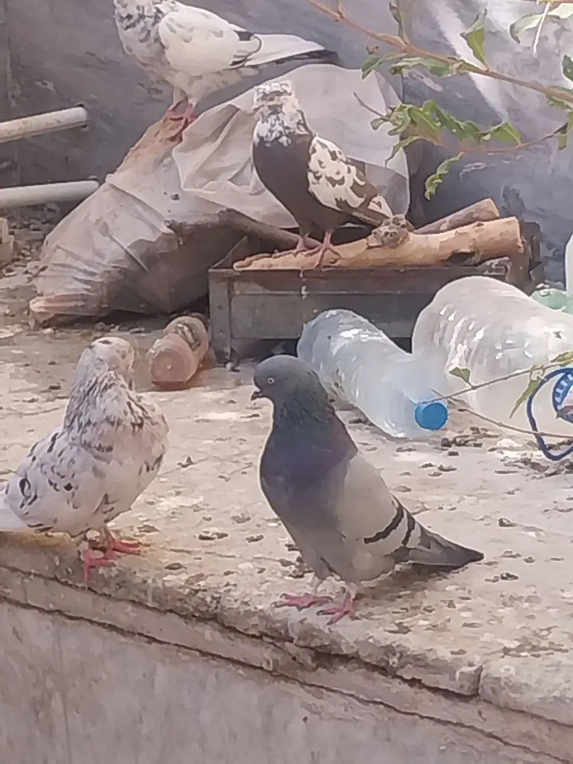 سبز تهرونی  و رنگی|پرنده|قرچک, شهرک گلها|دیوار