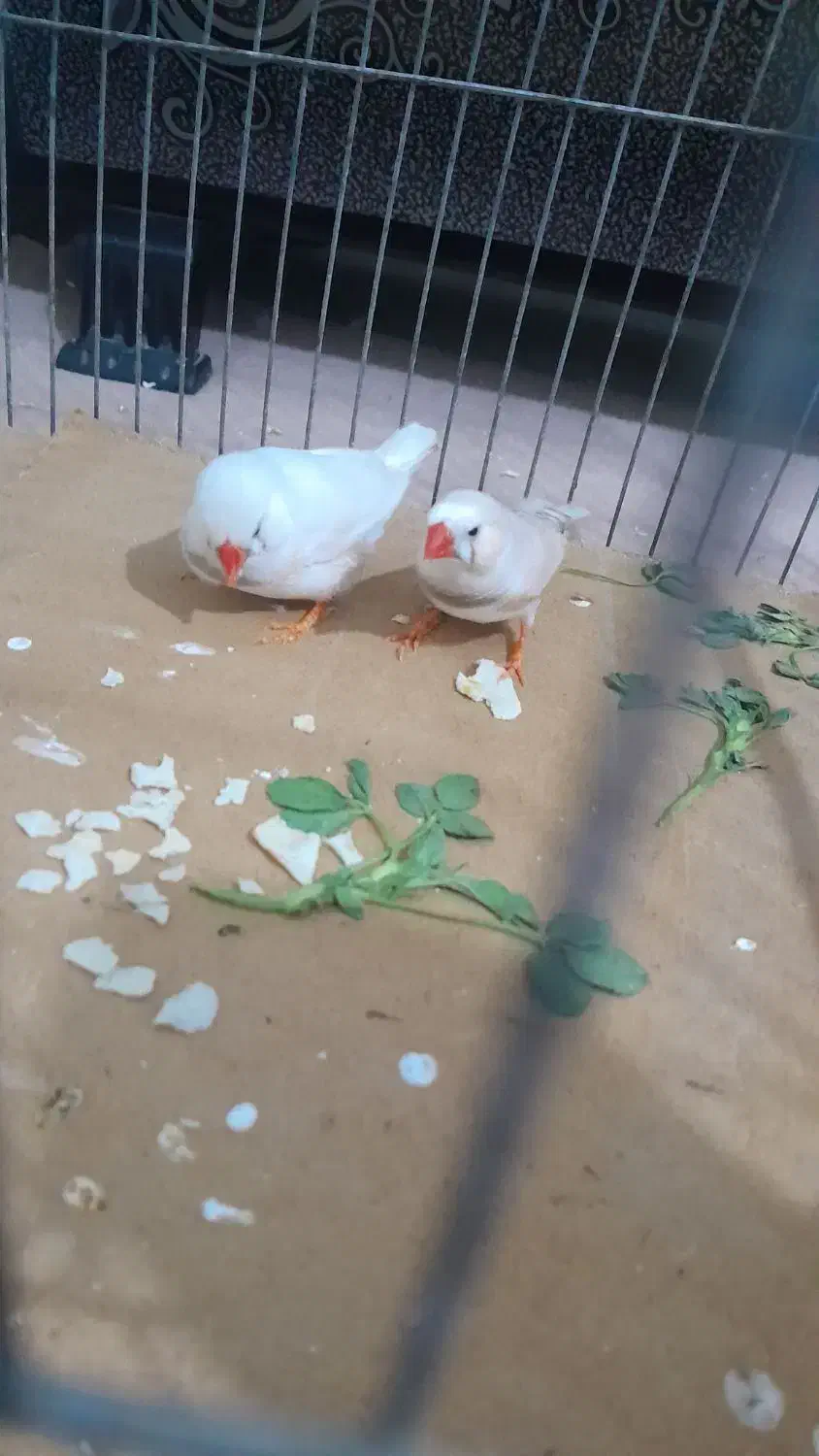 فنچ زیرا|پرنده|بوئین زهرا, |دیوار