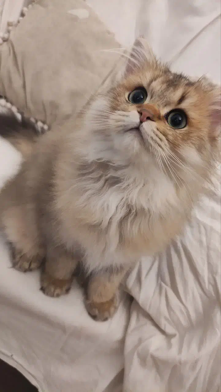 گربه بیریتیش لانگ هیر|گربه|قم, شهرک قدس|دیوار