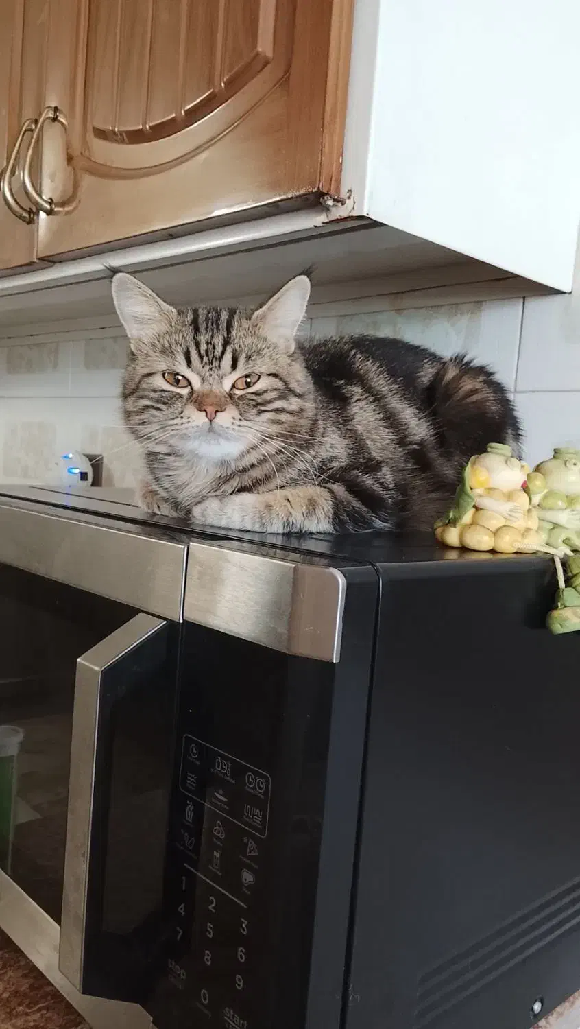 گربه|گربه|خوی, |دیوار