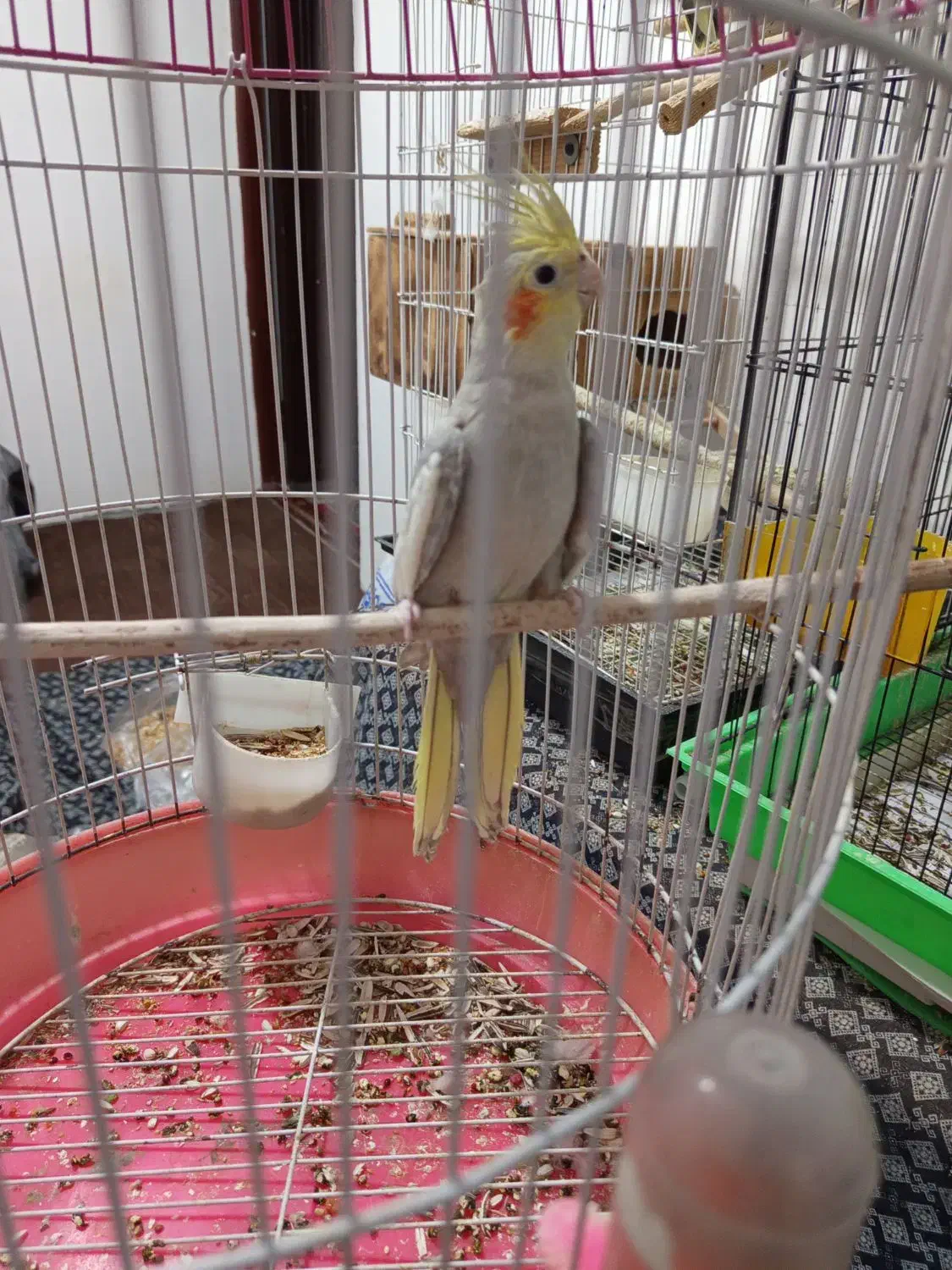 عروس هلندی سخنگو|پرنده|رودسر, |دیوار