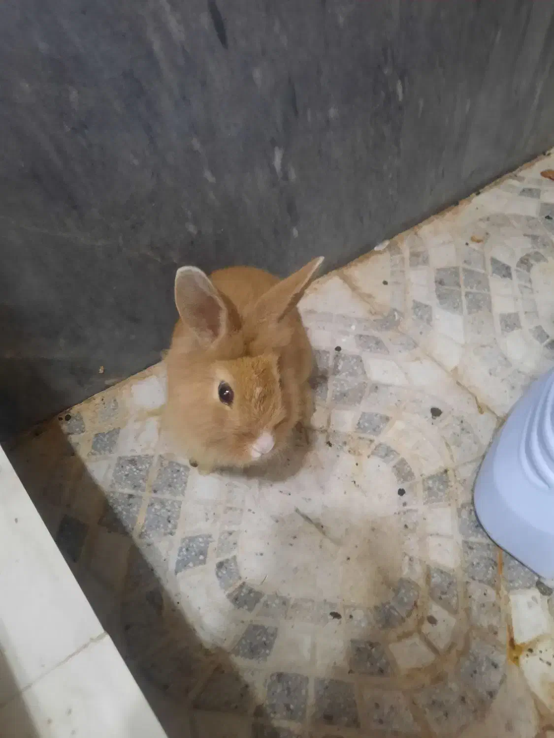 خرگوش|موش و خرگوش|قم, بنیاد|دیوار