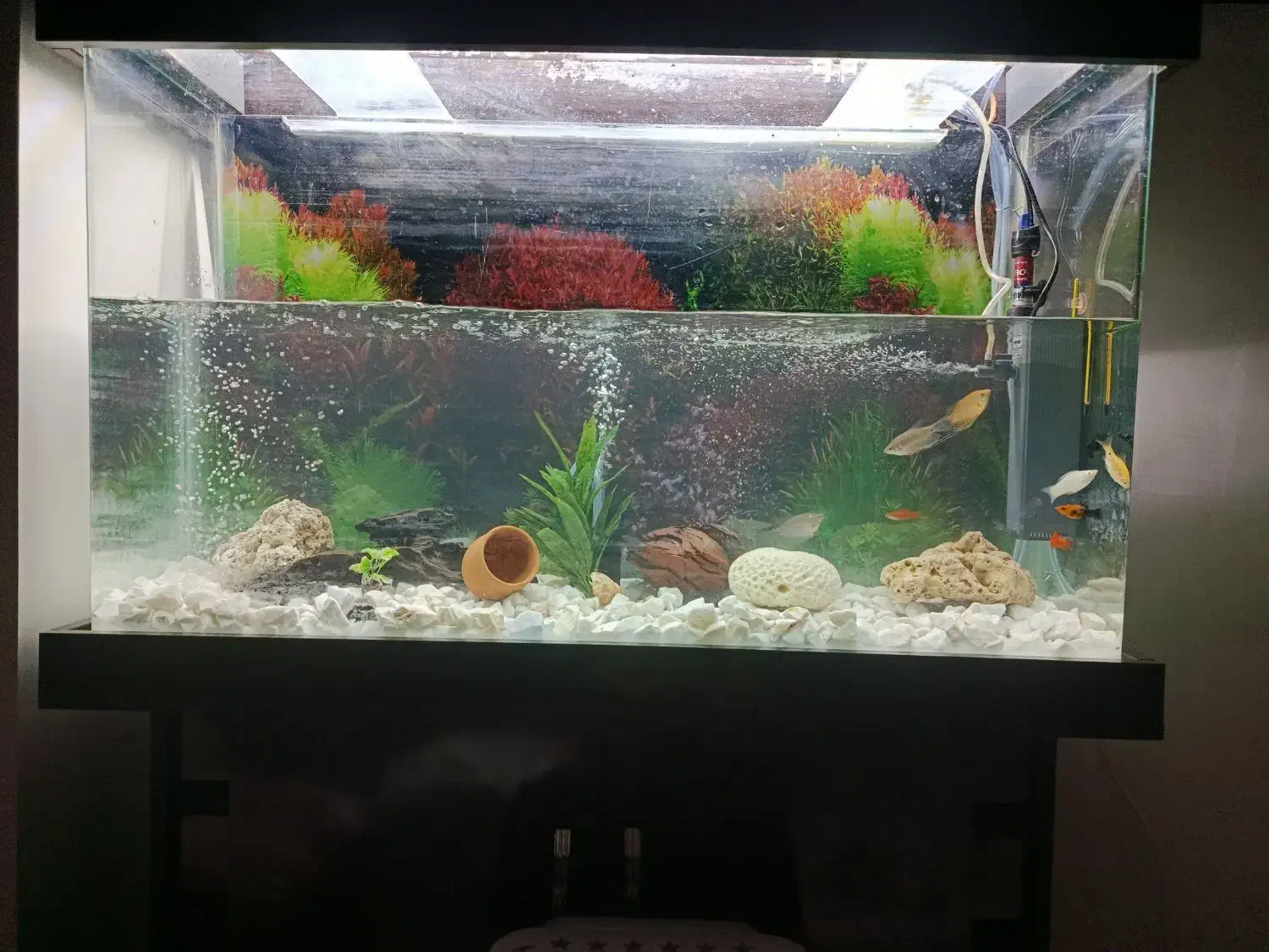 آکواریوم شیشه خم|ماهی|قزوین, |دیوار