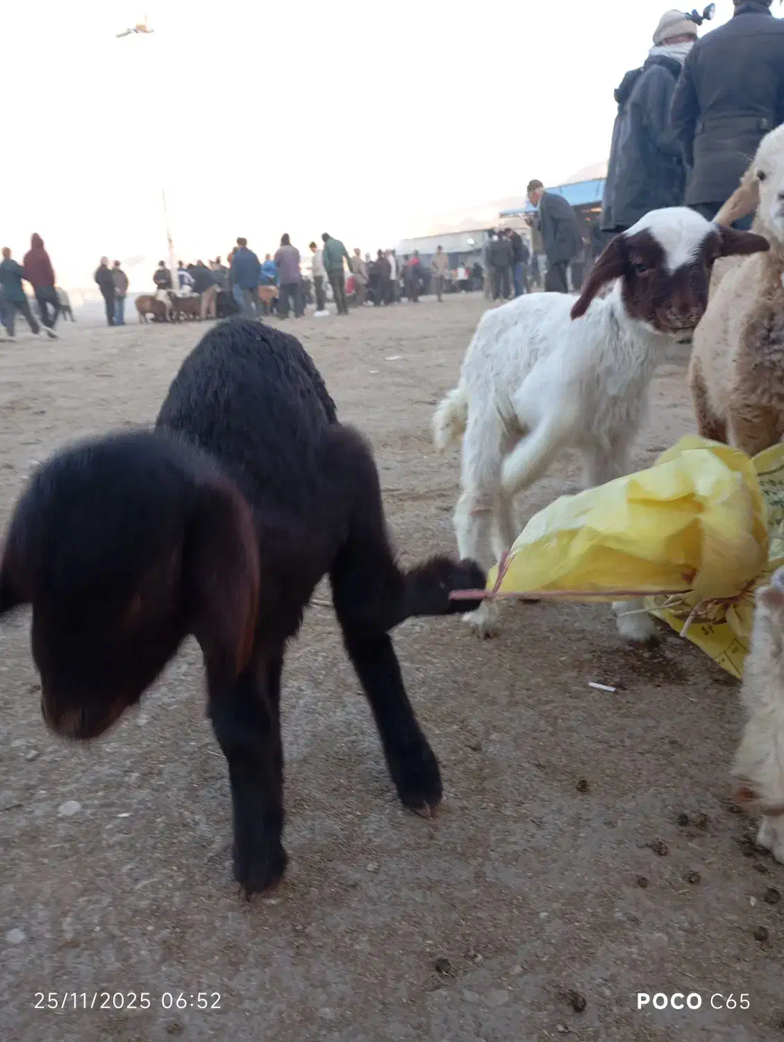 بره شیری ماده ویک نر|حیوانات مزرعه|بجنورد, |دیوار