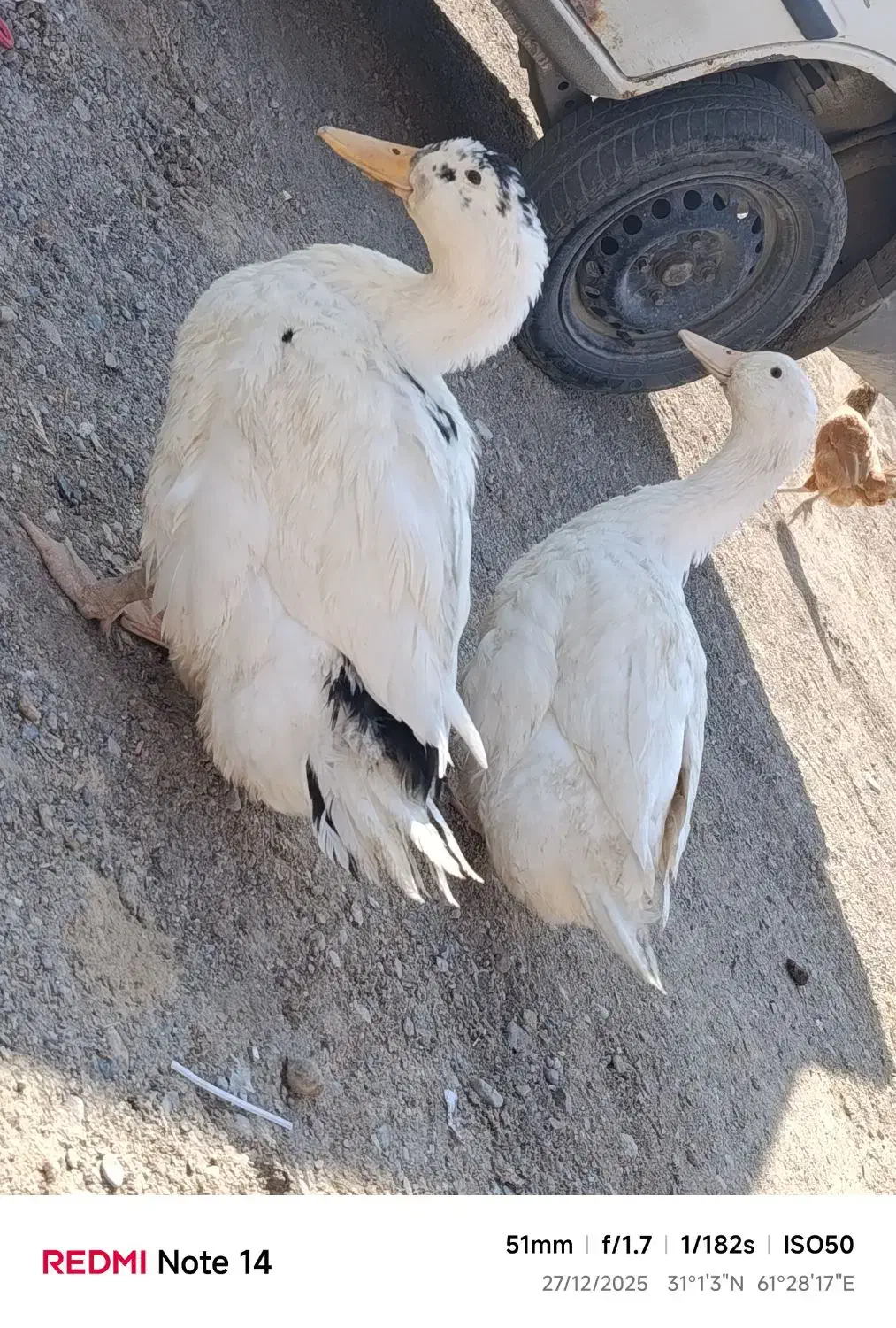 اردک|حیوانات مزرعه|زابل, |دیوار