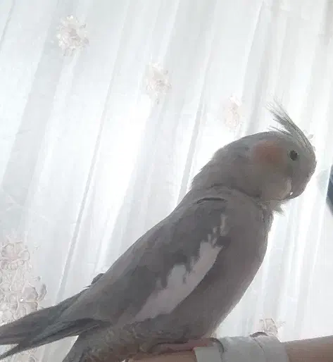 عروس هلندی کاملا دستی و سالم|پرنده|مشهد, هدایت|دیوار