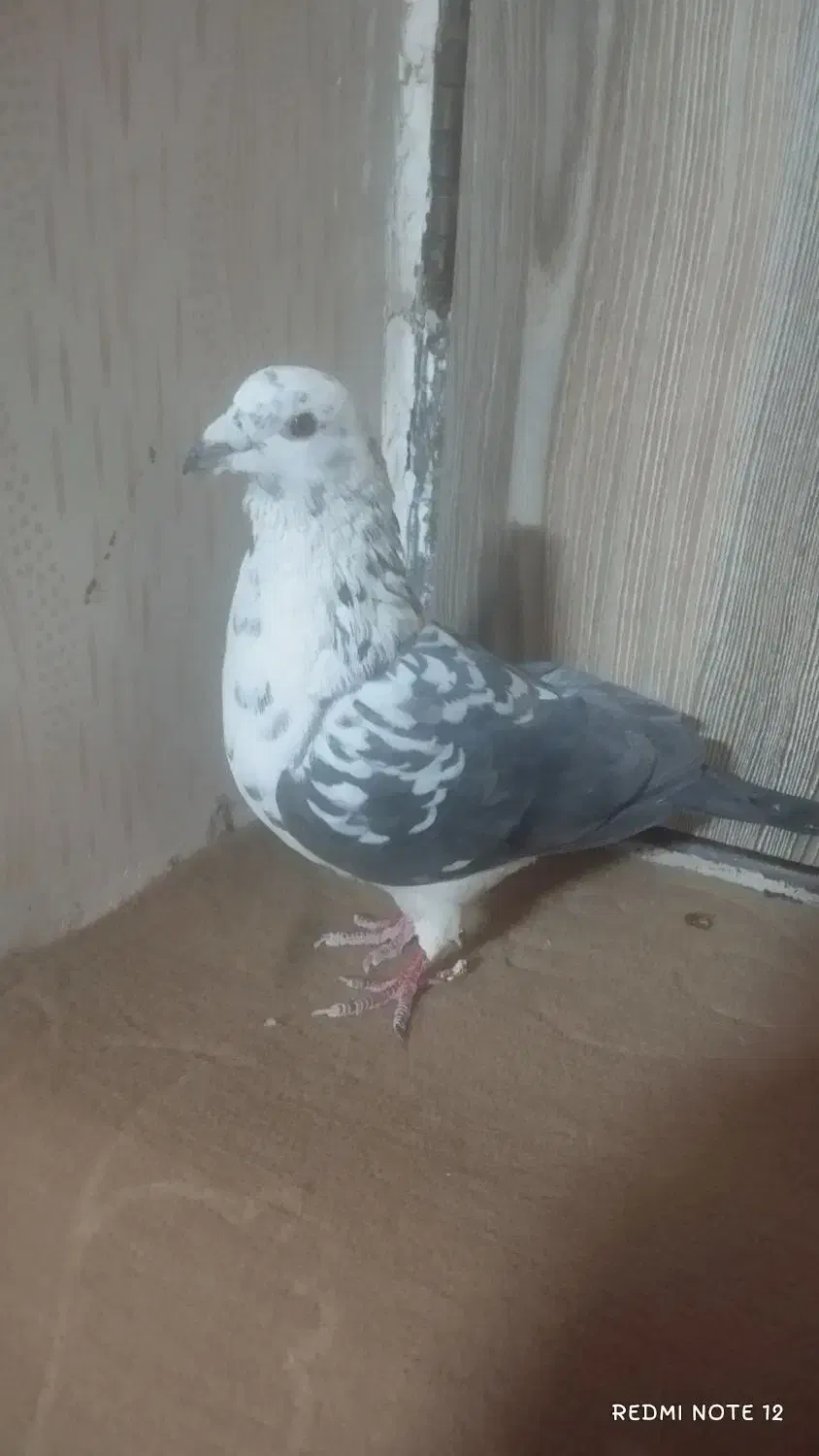 کفتر|پرنده|مشهد, هفت تیر (نه دره)|دیوار