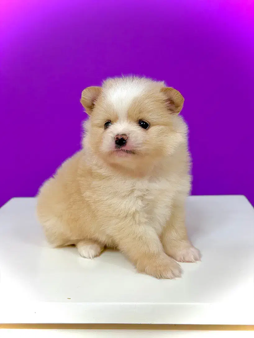 سگ‌پامرانین خرسی نر ۳ماهه مینیاتوری جیبی|سگ|تهران, نازی‌آباد|دیوار