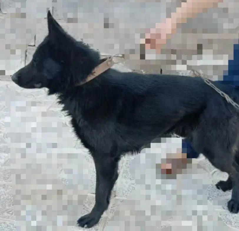 ژرمن بلک|سگ|بم, |دیوار