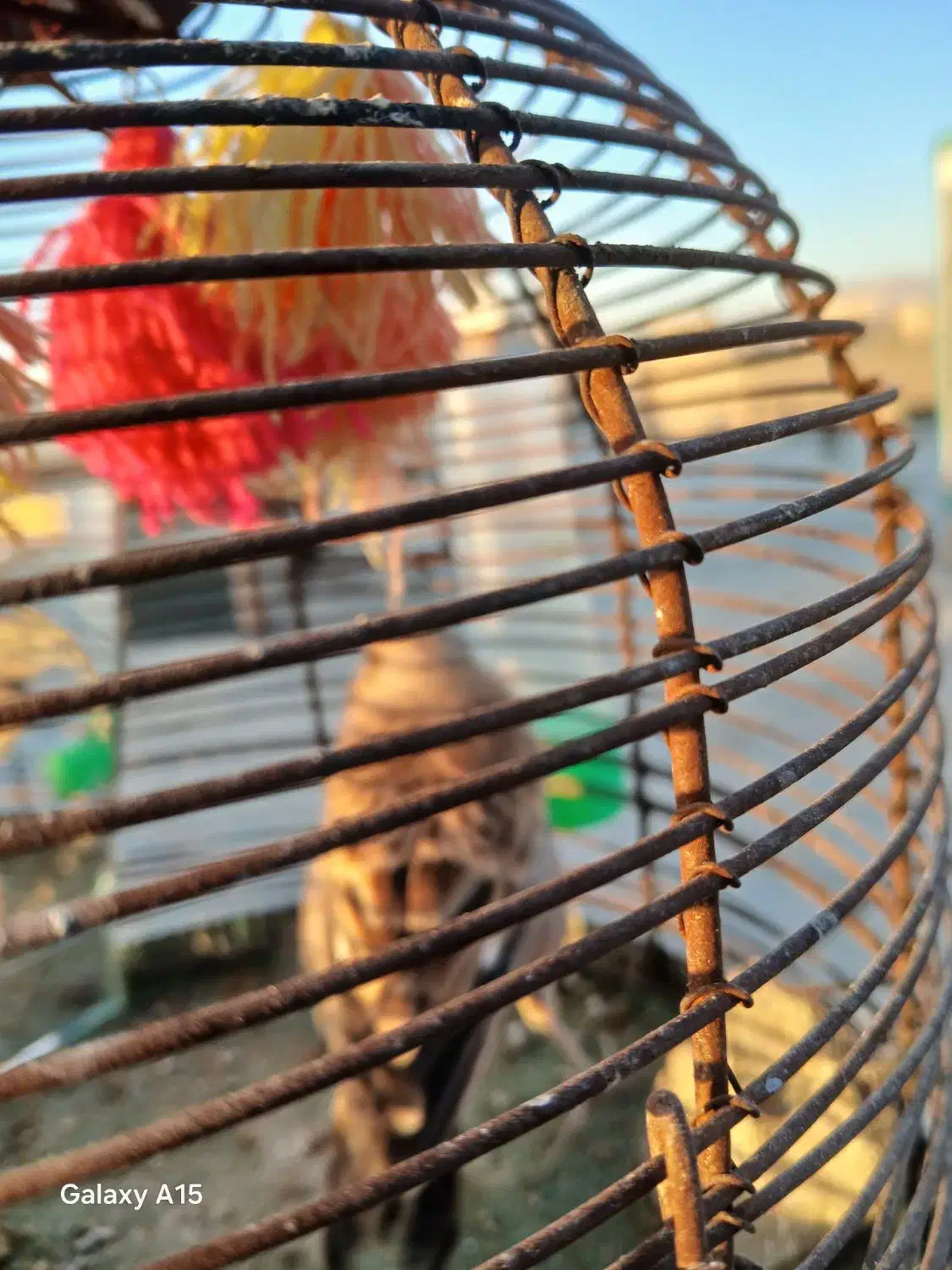 جوجه سهر قناری نر|پرنده|مبارکه, |دیوار