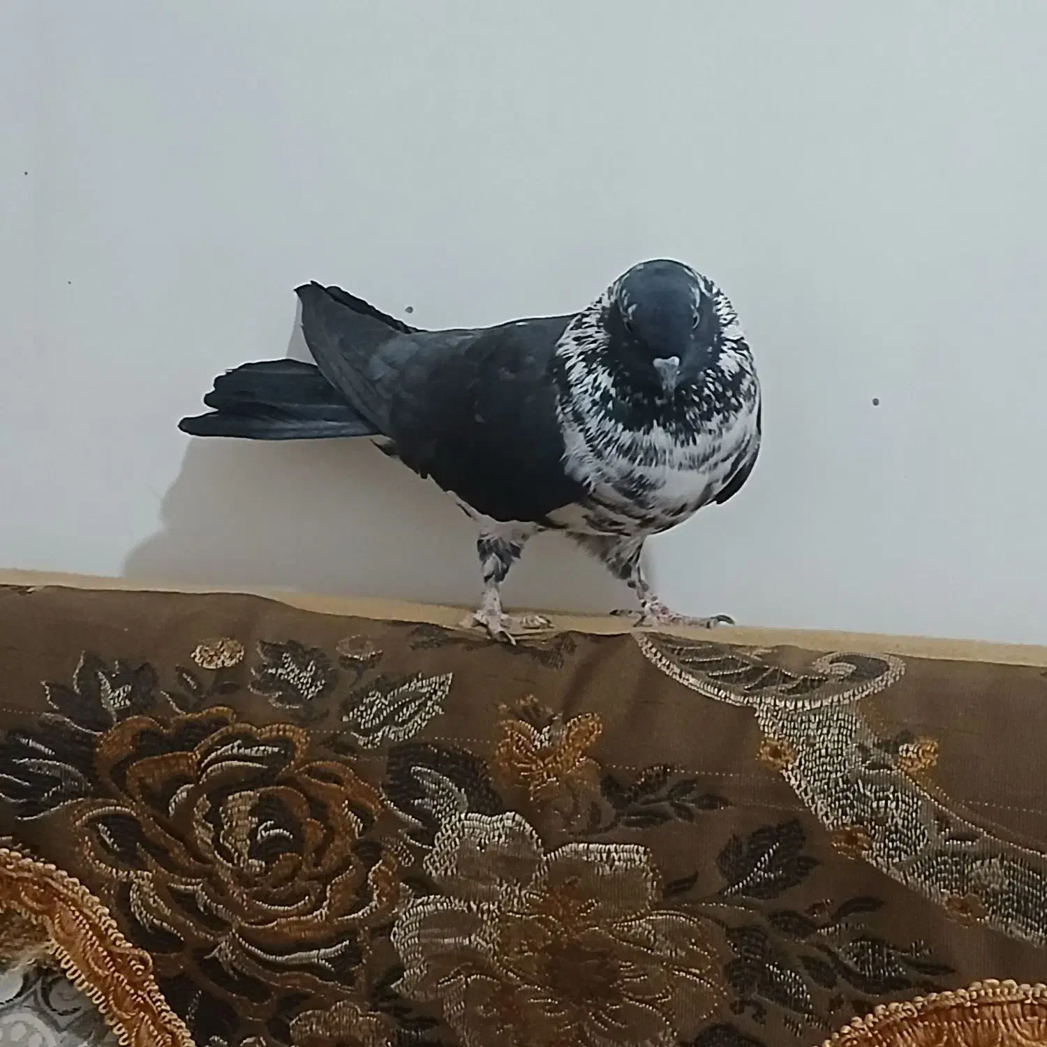 تهرانی|پرنده|نیمروز, |دیوار