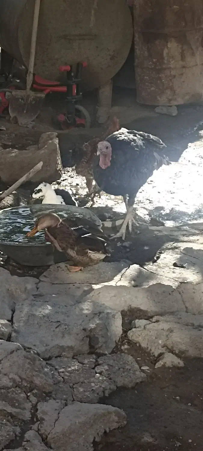 بوقلمون نر دوساله|حیوانات مزرعه|صومای برادوست, |دیوار