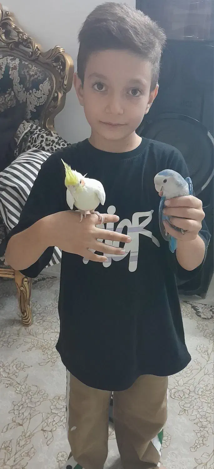 عروس هلندی وطوطی،برزیلی با قغس|پرنده|شهریار, شهرک شاهد|دیوار