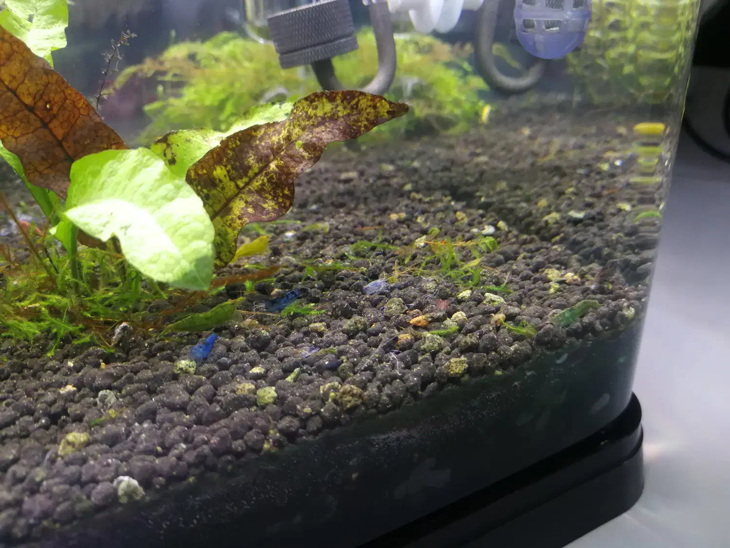 آکواریوم|ماهی|شیراز, عادل آباد|دیوار