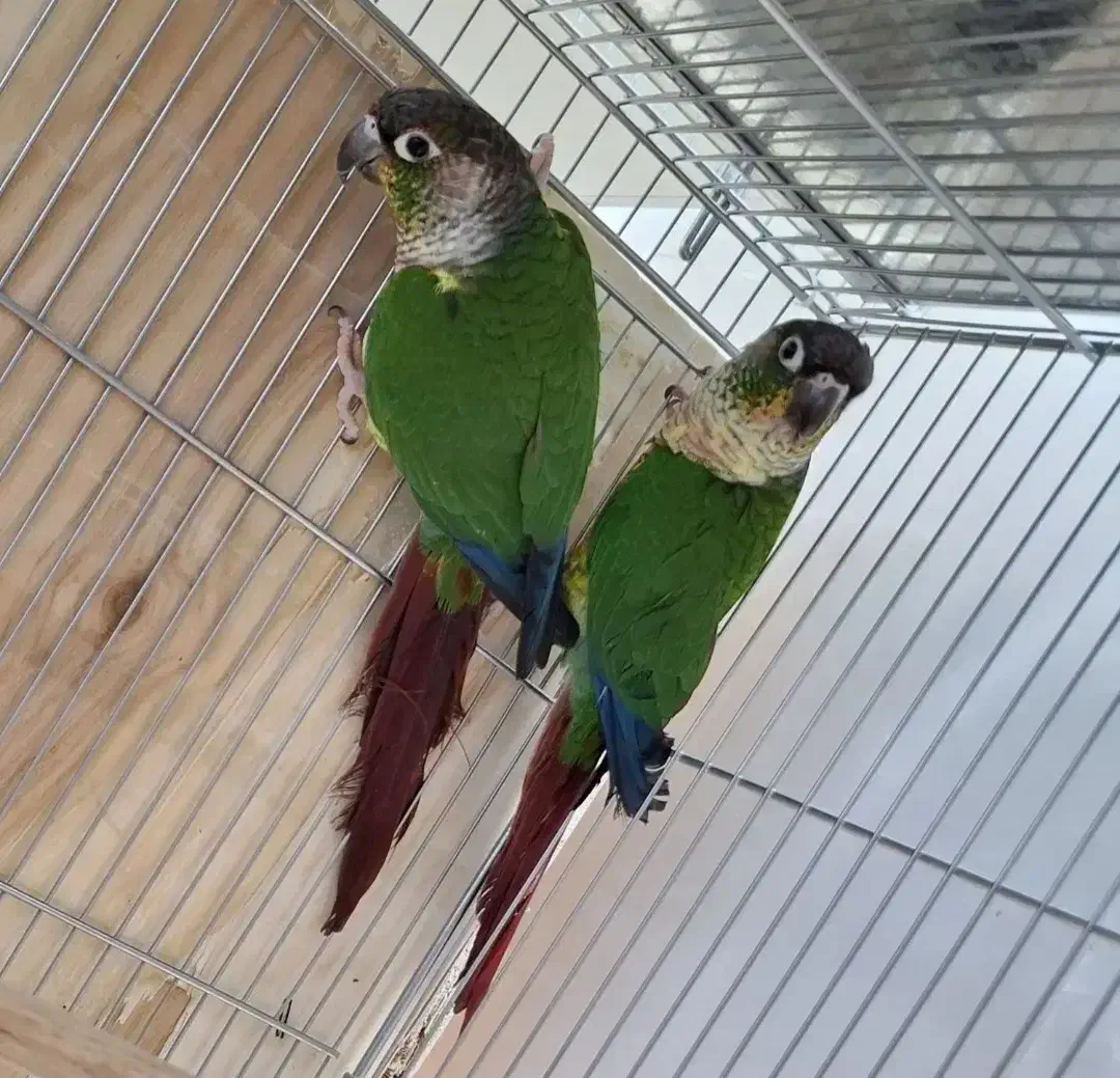 جفت گرینچیک مولد با جوجه|پرنده|میناب, |دیوار