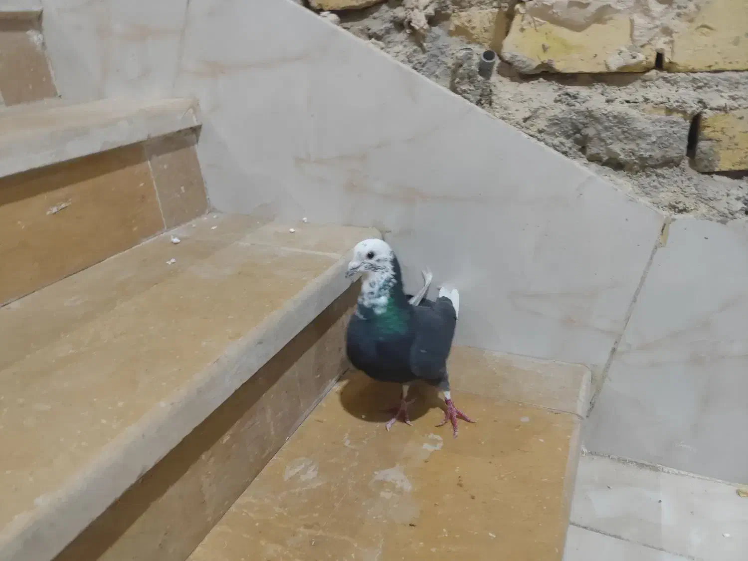 کفتر غزه سیاه|پرنده|شیراز, دکتر حسابی|دیوار