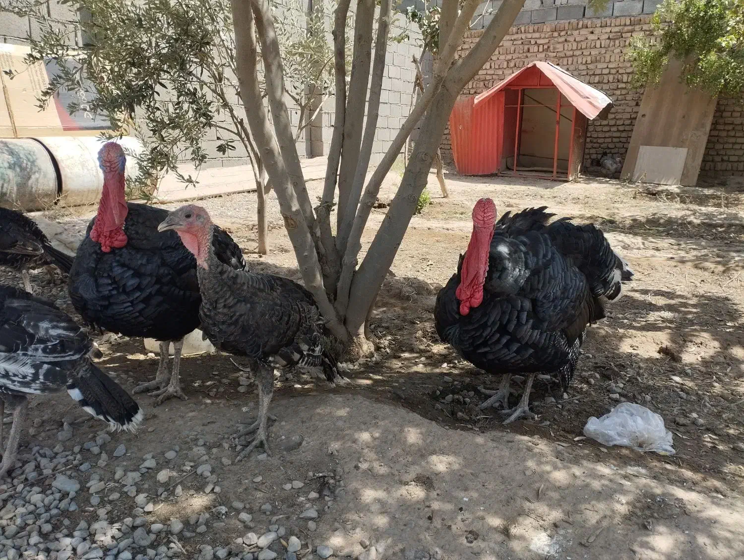 پرورش بوقلمون نژاد برنز انگلیسی ارگانیک نر و ماده|حیوانات مزرعه|تهران, مسعودیه|دیوار