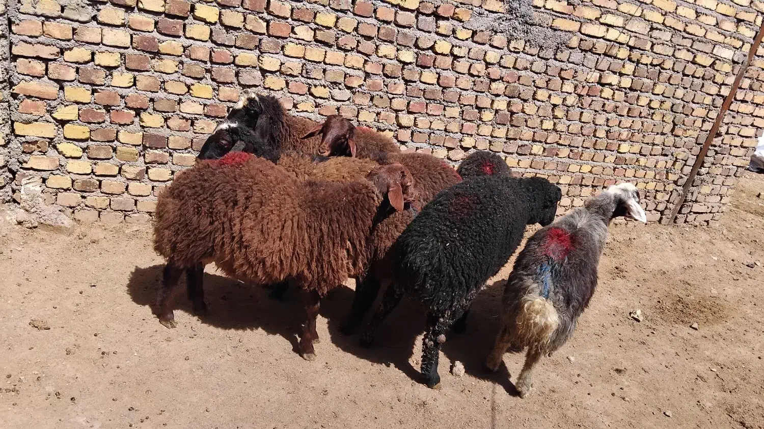 بره نر و ماده|حیوانات مزرعه|هشتگرد, هشتگرد قدیم|دیوار