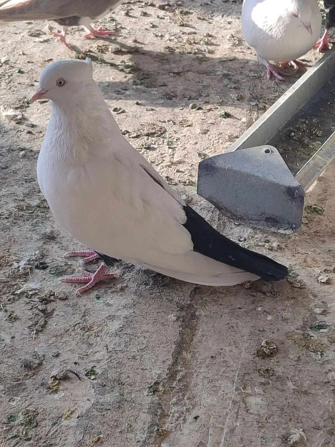 کفتر|پرنده|خمینی‌شهر, |دیوار