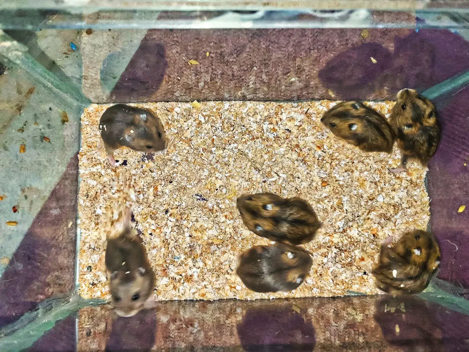 همستر مینیاتوری|موش و خرگوش|بافق, |دیوار