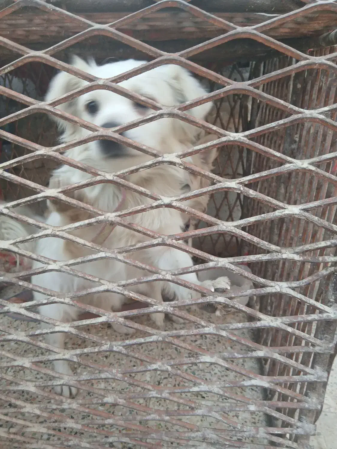 واگذاری سگ پا کوتاه اشپیتز|سگ|جیرفت, |دیوار