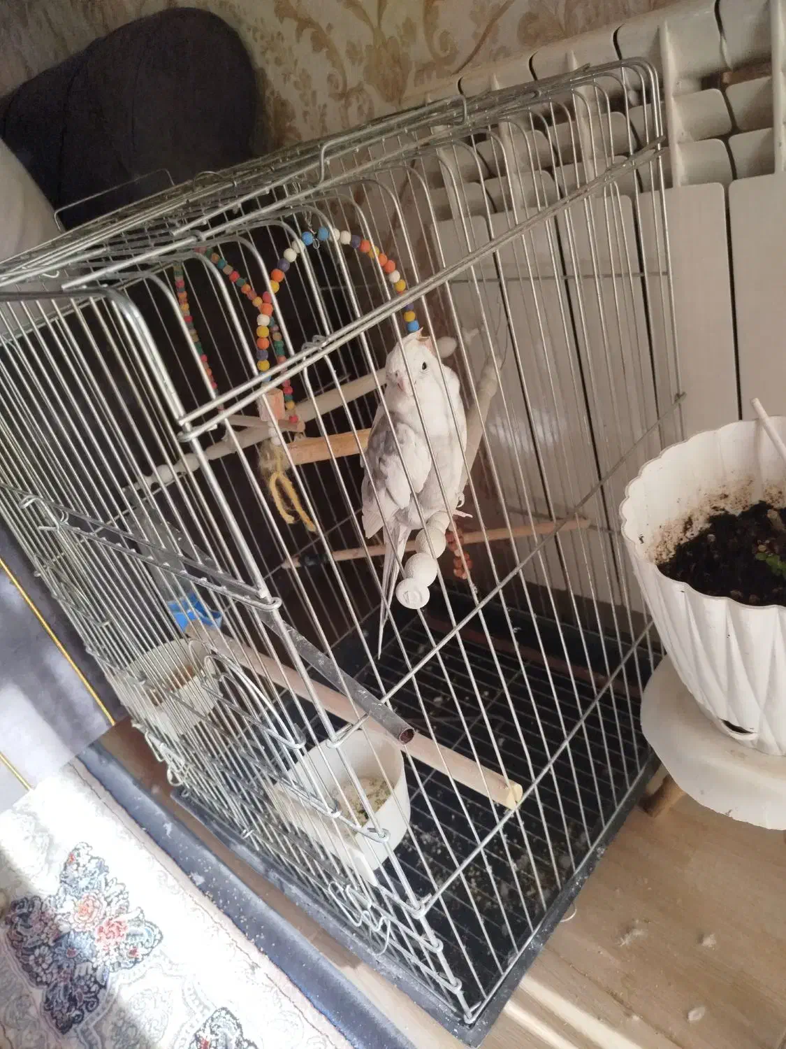 عروس هلندی سخن گو آواز خوان چندنوع سود|پرنده|محمدیه-قزوین, |دیوار