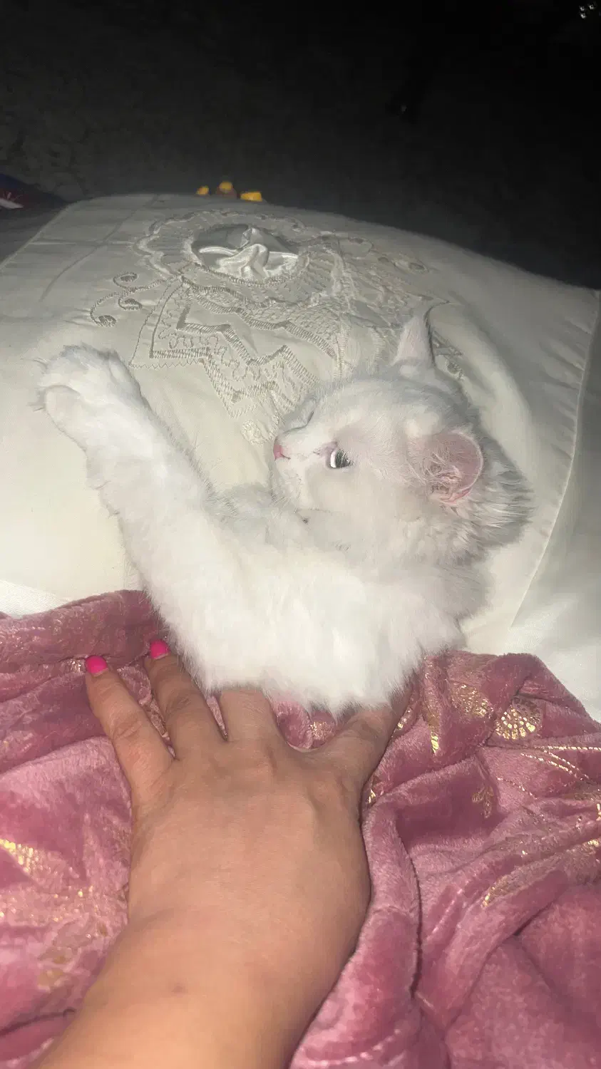 گربه بریتیش|گربه|پاکدشت, پاکدشت (مامازند)|دیوار