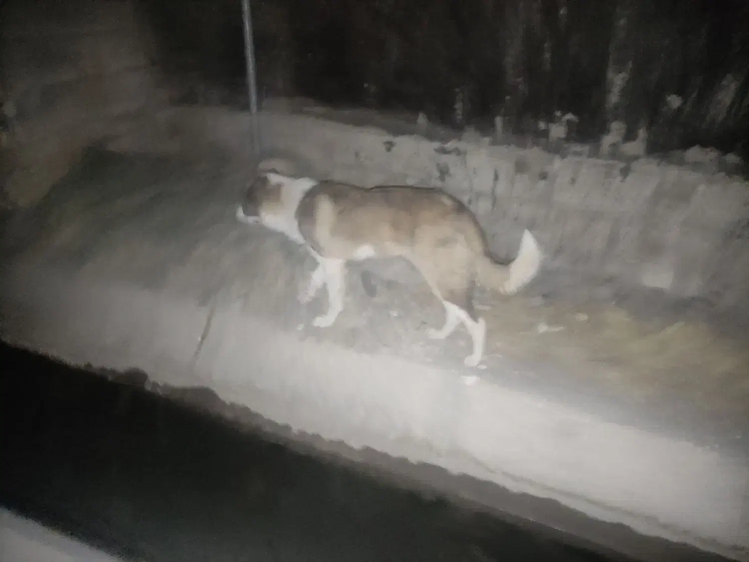 یک عددگمال|سگ|خرمآباد, |دیوار