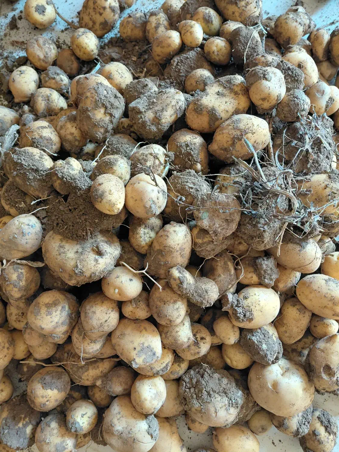 سیب زمینی|عمدهفروشی|بیرانوند, |دیوار