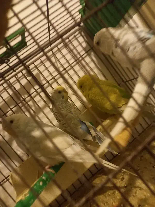 مرغ عشق و طوطی|پرنده|همدان, |دیوار