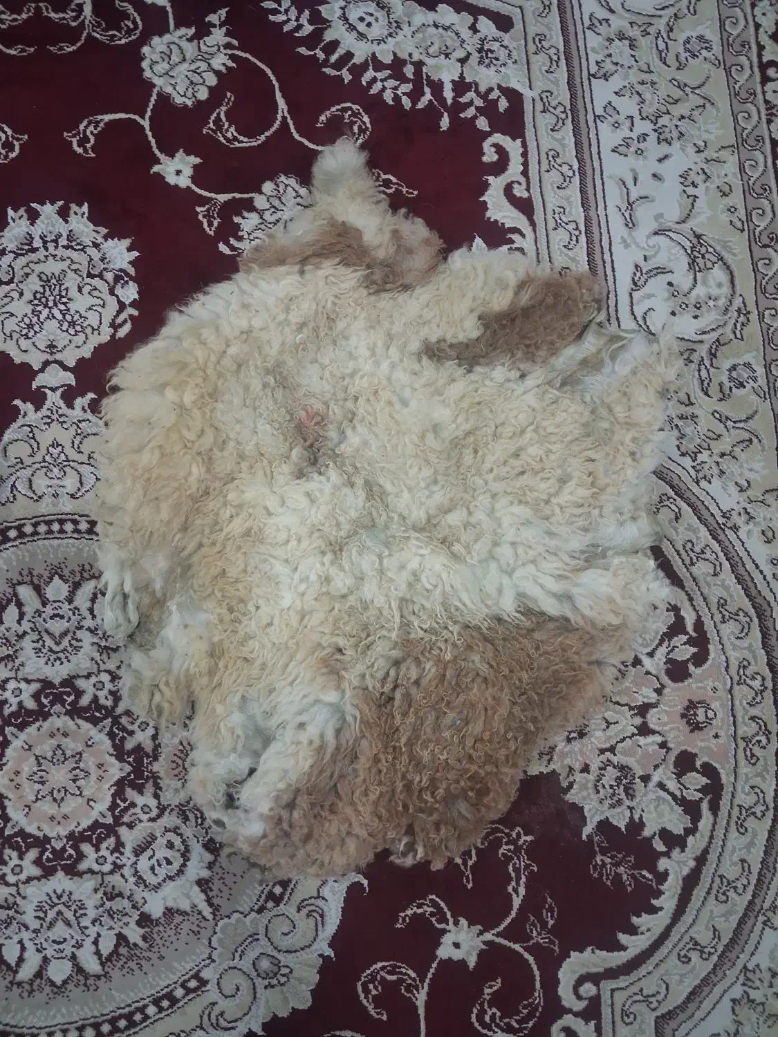 ۳ عدد پوست گوسفند|گلیم، جاجیم، گبه|ماسال, |دیوار