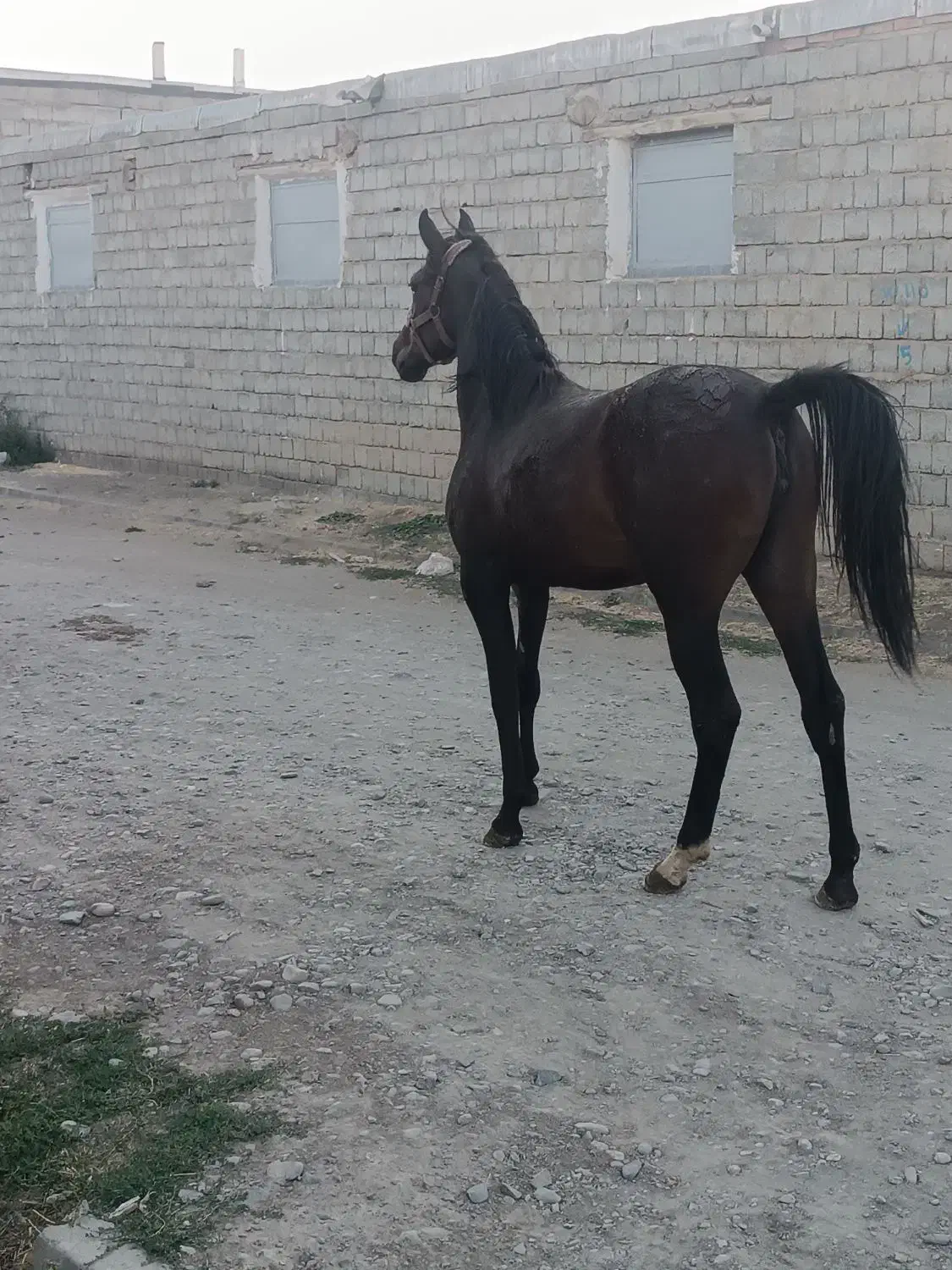 کره مادیان|اسب و تجهیزات اسب‌سواری|نقده, |دیوار