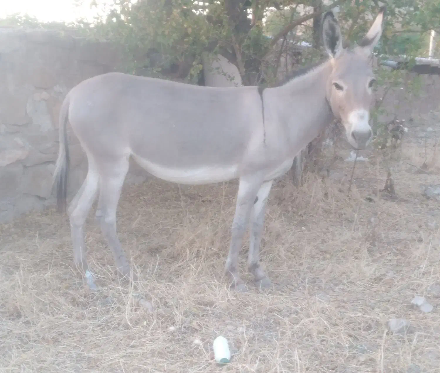 خرماده|حیوانات|بندرعباس, |دیوار