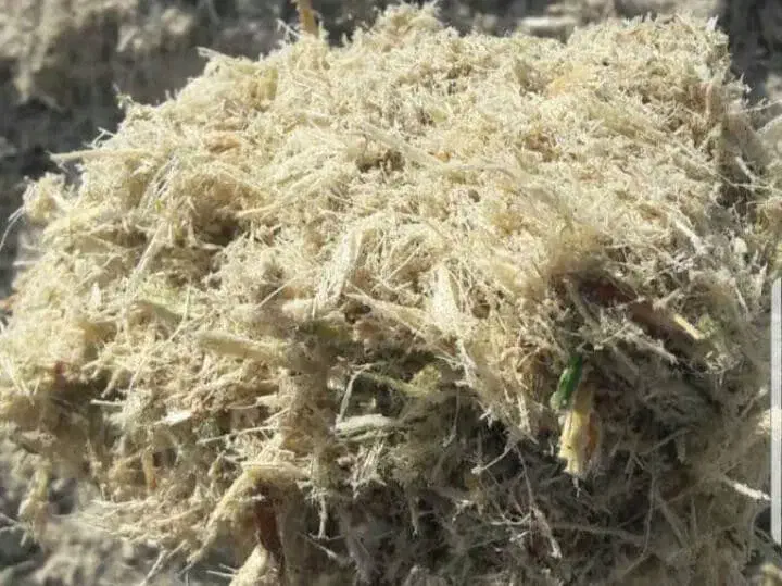 کاه نیشکر یا باگاس|لوازم جانبی حیوانات|ساری, |دیوار