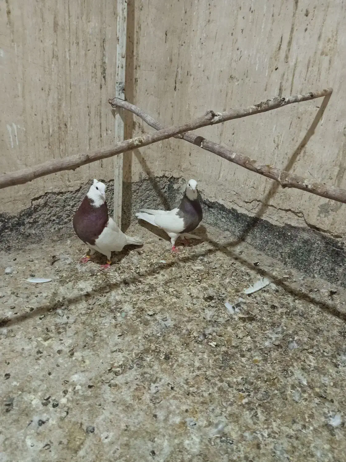 طوقی|پرنده|بهارستان, |دیوار