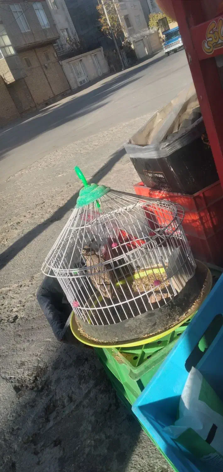 سهره خاکی|پرنده|بجنورد, |دیوار