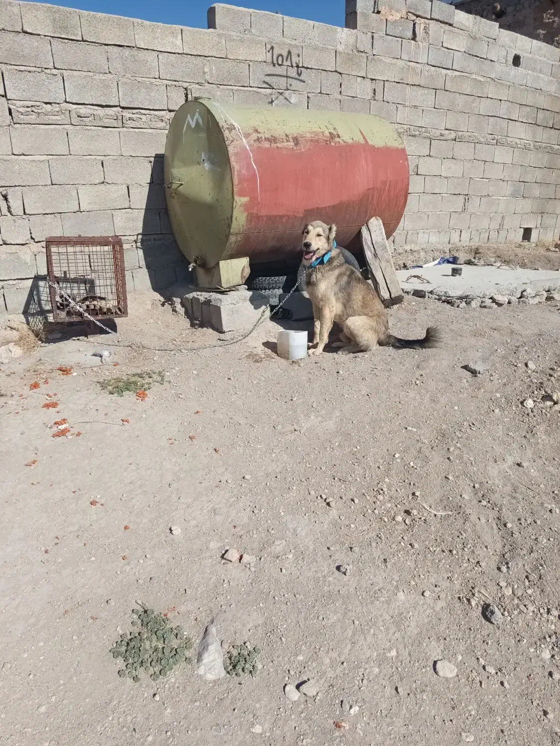 سگ گله و نگهبان چهارده ماهه|سگ|کشاورز, |دیوار