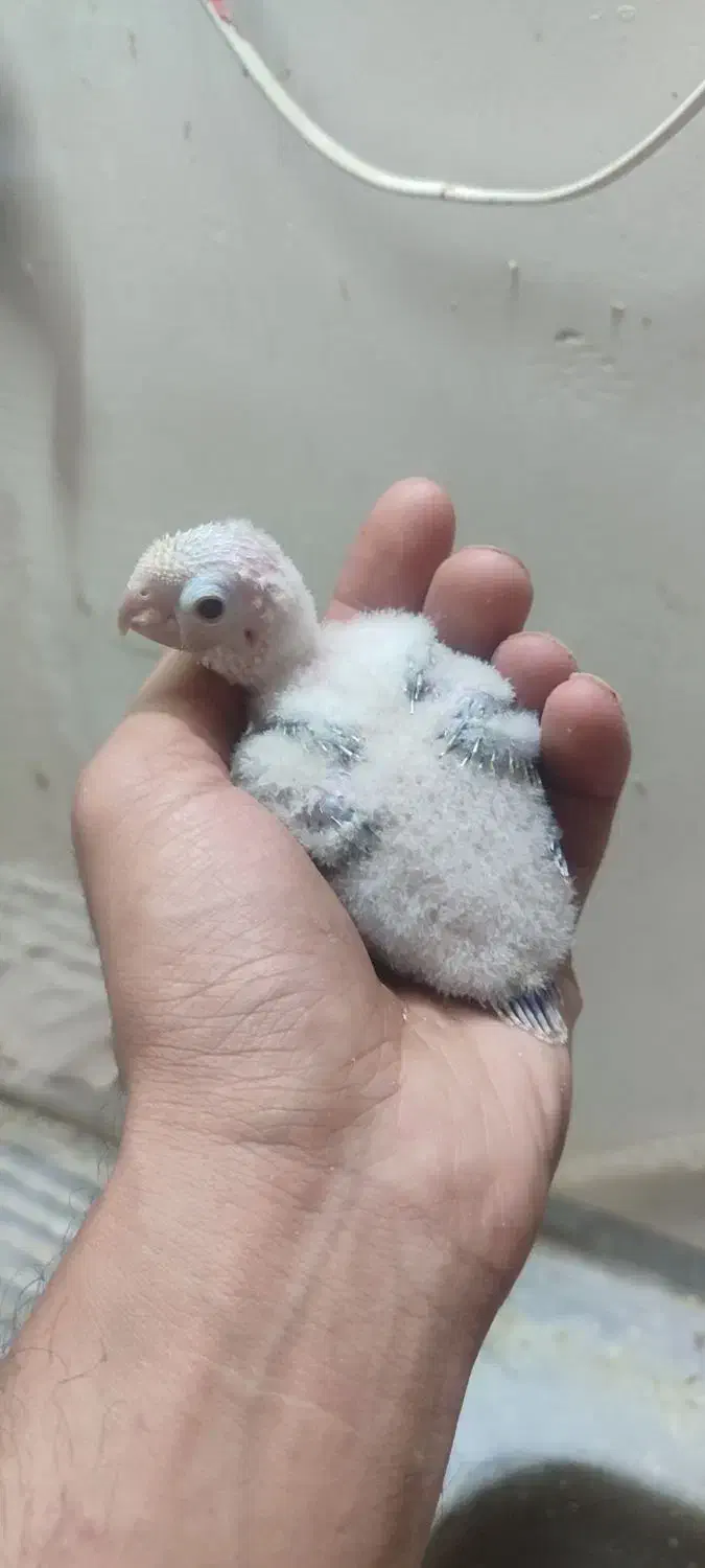 جوجه گرینچیک.عروس هلندی.مرغ عشق.|پرنده|گلبهار, شهر جدید گلبهار|دیوار