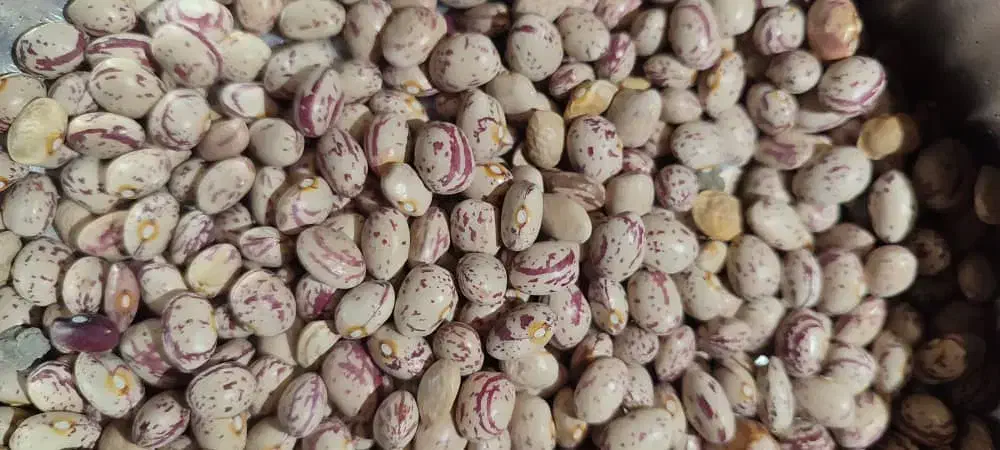 لوبیا چیتی|خوردنی و آشامیدنی|مرودشت, کوشک|دیوار