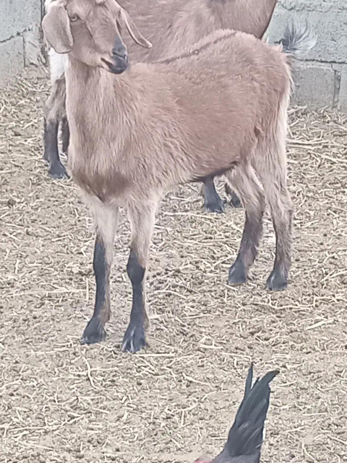 بزشیرا|حیوانات مزرعه|گناباد, |دیوار