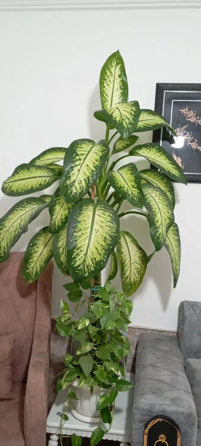 گل طبیعی|گل و گیاه طبیعی|نیشابور, فضل|دیوار