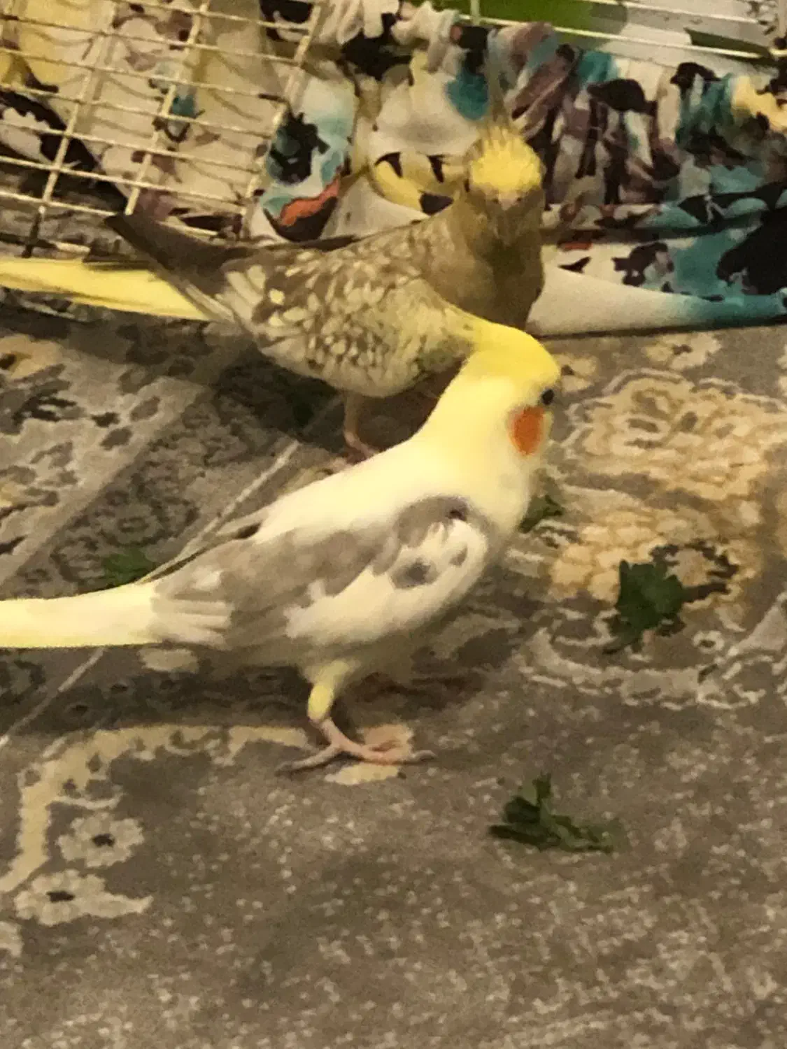 طوطی عروس|پرنده|رشت, سلیمانداراب|دیوار